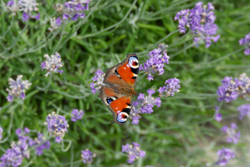 European peacock butterfly (Aglais io) perched on lavender in Zurich, Switzerland