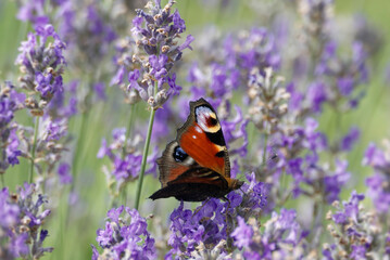 European peacock butterfly (Aglais io) perched on lavender in Zurich, Switzerland