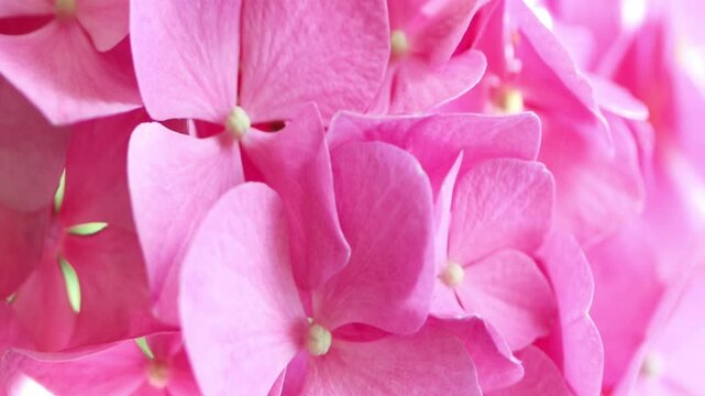 pink petals of a hydrangea, hydrangea in full bloom, beautiful pink flowers, light pink flowers blowing gently in the wind, Hydrangeaceae