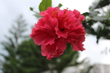 Red Hibiscus flower in the garden.