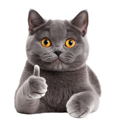 Playful Cat Giving Thumbs Up on Transparent Background