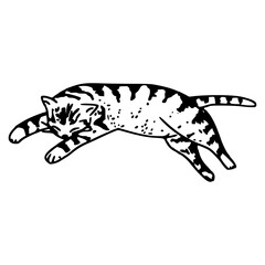 sleeping striped cat vector illustration