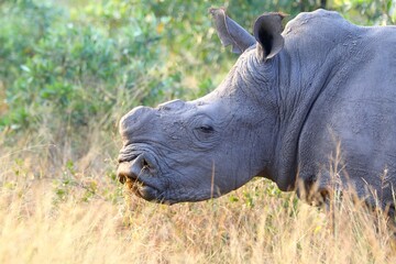 Close-up side view of a white rhinoceros (Ceratotherium simum) feeding on dry grass in its natural African habitat. The warm lighting highlights the thick folds of its skin and iconic horn base.