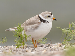 A close up portrait shot of an adult Piping Plover standing on a shingle beach