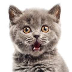 Fluffy Grey Kitten with Big Round Eyes and shocking expression