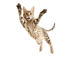 Shocked Spotted Cat with Open Mouth mid air