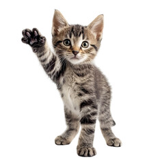 Cute Tabby Kitten Pointing with Paw