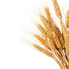 Fototapeta premium Close-up of golden wheat stalks against a black background