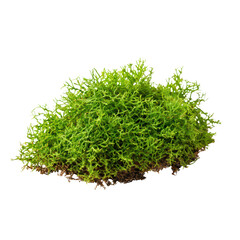 Naklejka premium Vibrant green moss isolated on a black background