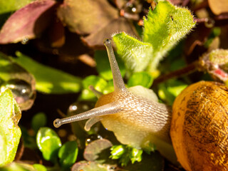Snail among the leaves with drops of water