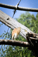 Squacco heron perched on a wooden beam in zoo enclosure. A squacco heron (Ardeola ralloides) standing on a wooden perch inside a zoo aviary.