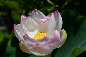蓮の花
