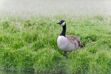 Canada goose (Branta canadensis) on a green meadow near the water