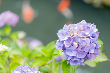 紫陽花