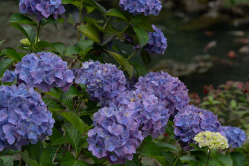 紫陽花