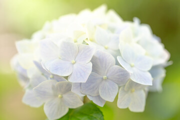 紫陽花