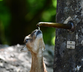 Mufflon beim Trinken