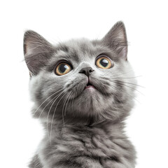 Fluffy Grey Cat Tilting Head with Ears Perked