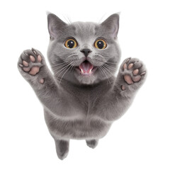 Energetic British Shorthair Mid-Jump