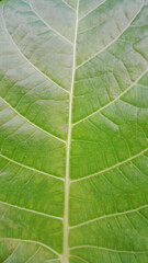 the texture and fibers of the leaves of green plants appear bright up close