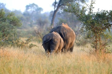 Rear view of rhino mother and calf walking through golden African grassland, evoking connection and...