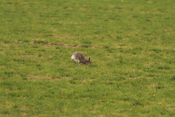 野原を駆ける【エゾユキウサギ】