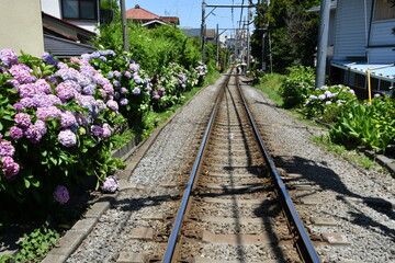 線路沿いのあじさい