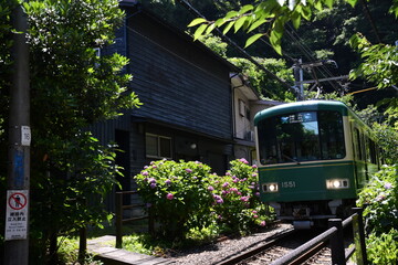 あじさいと江ノ電