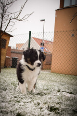 Curious Border Collie Puppy Exploring Snowy Backyard. A young black and white Border Collie puppy...