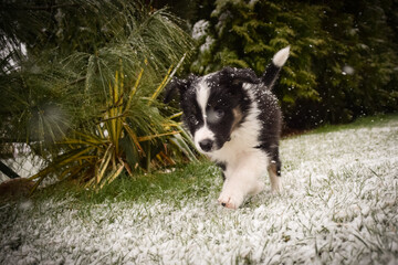 Obraz premium Curious Border Collie Puppy Exploring Snowy Backyard. A young black and white Border Collie puppy is captured mid-step as it explores a lightly snow-dusted lawn. Snowflakes gently fall around the pup,