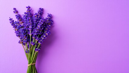 Obraz premium Bouquet of fresh lavender against a vibrant purple background