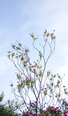 A tall flowering tree with delicate red blossoms and slender branches reaching towards a clear blue sky. A fresh and natural background, ideal for themes of nature, spring, or environment.
