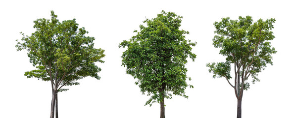 Set of green tree isolated on transparent background, PNG Format