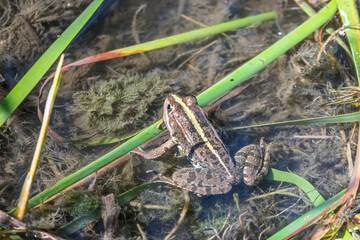A large green frog sits in the marsh.