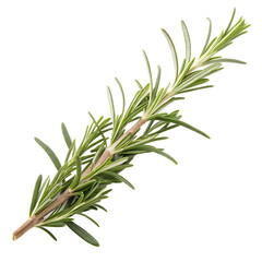 Fototapeta premium Raw rosemary twig isolated on transparent background. 