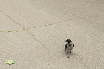 A small bird walks on the cracked pavement, looking around curiously. The overcast skies provide a...