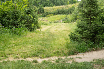 A winding path leads through a vibrant meadow, bordered by tall grass and dense shrubs. Sunlight...