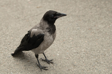 A gray and black crow stands on a concrete surface in an urban area, its sharp eyes surveying the...