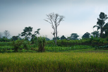Scenic View of a Green Field with a Tree and Clear Sky