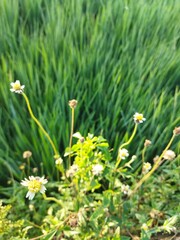Rice plants in the rice fields