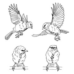 Set of titmouse. Flying bird. Hand drawn vector illustration.