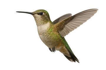 Fototapeta premium Vibrant hummingbird spreading iridescent wings, suspended mid-flight against clean transparent backdrop