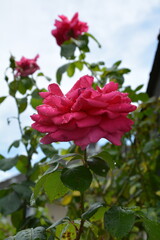 Frühlingsblume