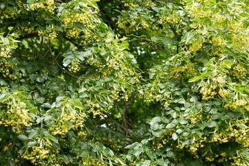 Bright yellow linden flowers bloom among lush green leaves in a vibrant garden. The rich foliage...