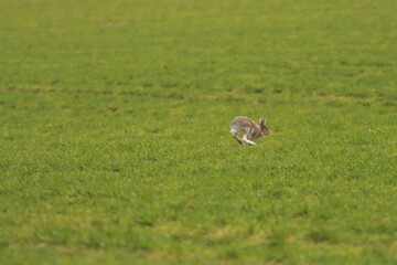 野原を駆ける【エゾユキウサギ】