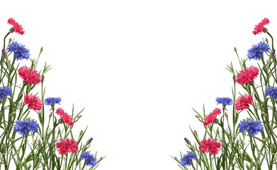 Floral frame of wild flowers. Bright blue and pink cornflowers isolated on white background.