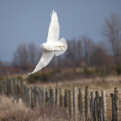 Snowy Owl Bubo scandiacus  taking flight