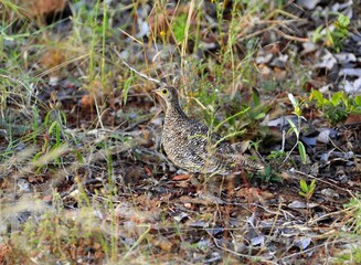 Spotted Sandgrouse Camouflaged in Dry Grassland Habitat