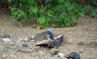 White Helmetshrike Perched on Rock in Sandy Habitat