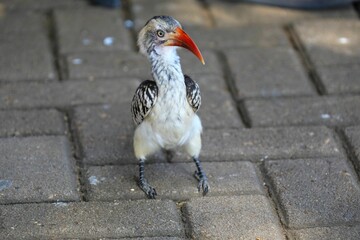 Southern Red-Billed Hornbill Standing on Brick Pavement with Curious Expression in Southern Africa